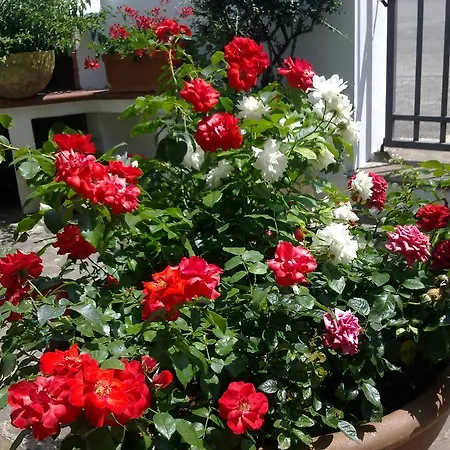 Casa Delle Rose Frühstückspension *